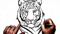 How to Draw a White Tiger | Step By Step