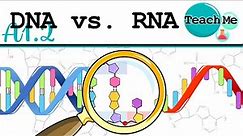 (A1.2) - DNA VS RNA [Nucleic Acids] - IB Biology (SL/HL)