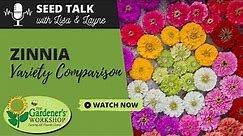 Seed Talk #44 - Zinnia Variety Comparison