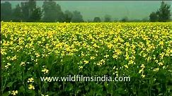 Mustard field in Abohar, Punjab