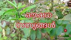 Medicinal Plants Malayalam/Ayurvedic Plants/Kerala Herbal Plants - English -Scientific Name