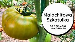 👍 Bardzo SMACZNY pomidor😚👌 Malachitowa Szkatułka🧰WCZESNY, ODPORNY, soczysty befsztyk MEGA duże owoce