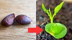 How to Grow Pear Tree from Seed