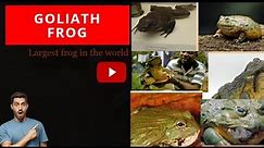 The Goliath Frog (Largest frog on the world)