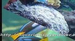 Aquarium screensavers for your enjoyment