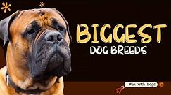 10 Biggest Dog Breeds in the World 🐾🌟