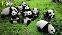 Life of Rare Panda – National Geographic And Wildlife Animal Documentary