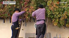 The oldest vine in the world is harvested in Slovenia - video Dailymotion