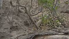 Watch a male leopard on the hunt... - National Geographic