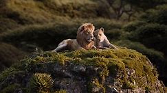 Disney's The Lion King | Can You Feel the Love Tonight Clip