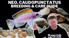 My Favourite Tanganyikan Cichlid! - Neolamprologus Caudopunctatus Breeding & Care Guide