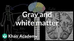 Gray and white matter | Organ Systems | MCAT | Khan Academy