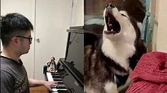 Pitch Perfect Husky Dog sings the Most EPIC SONG