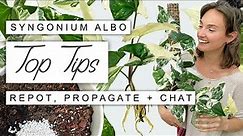Syngonium Albo 101: EVERYTHING You Need To Know! Growth Tips, Propagation + Full Care Guide 🌱