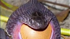 snake eat egg#wildanimals #snake | snake eating pig