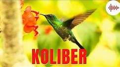 Koliber. Odgłosy Kolibra. Dźwięki kolibra. Odgłosy jakie wydaje koliber. Jak robi koliber?
