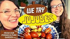 Taste-Testing Jujubes (Ziziphus jujuba) from Our Garden