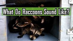 What Do Raccoons Sound Like?