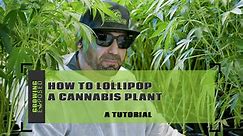 How To Lollipop A Cannabis Plant - Prune Like A Pro!