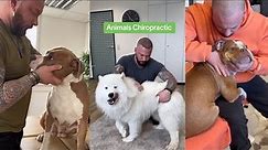 The Dog Therapy | Satisfying Compilation of Animal Chiropracitc Adjustments