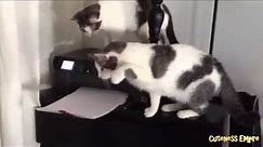 Cats vs. Printers Compilation 2014