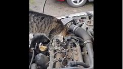Feline mechanic: adorable cat assists car repair by stretching V-belt on Opel Combo