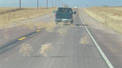 Tumbleweed Migration Takes Over Eastern Colorado