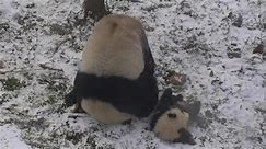 Mamma panda insegna al piccolo a fare la capriola nella neve