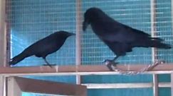 Crow Vs. Raven in Size