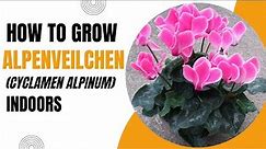 How to Grow Alpenveilchen Cyclamen Alpinum Indoors