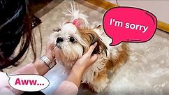 7 Signs your Shih Tzu is trying to say SORRY
