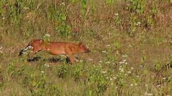 Whistling Dog Cuon alpinus seen stretching and sitting on the grass during the afternoon in Khao Yai