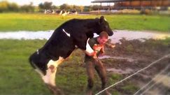 Cow mounting farmer