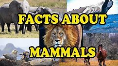 Amazing Facts about Mammals - Science With Kids