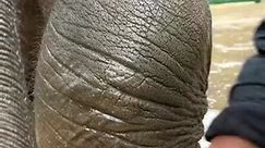 277_It's a physical strength to bathe the elephant#Elephant#Breeder#cute#cure | nwiqa9
