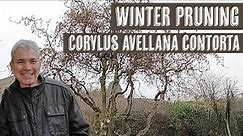Winter pruning Corylus avellana contorta (Corkscrew Hazel)