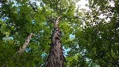 Total Guide To Shagbark Hickory Tree – What You NEED To Know | Growit Buildit