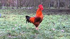 Chant du Coq Marans The Marans rooster song