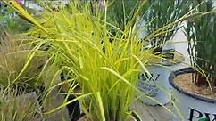 Carex 'Aurea' (Bowles' Golden Sedge) // A Lovely Golden Grass for Shady, Moist Sites