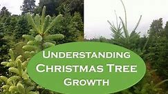 Everything You Need To Know About Christmas Tree Growth