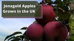 Jonagold Apples (Malus Domestica) - UK - Delicious Apples
