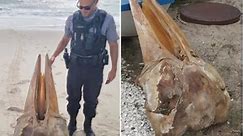 Minke whale skull washes up at Island Beach State Park