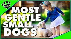 Top 7 Best Small Breed Dogs for Families - Dogs 101
