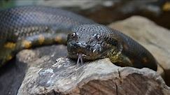 World’s Biggest Anaconda Ever Recorded