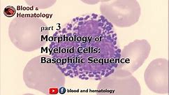 Morphology of myeloid cells (part 3): Basophilic sequence