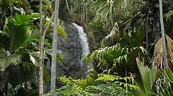 Das Vallée de Mai auf Praslin (Seychellen) | Palmenwald Praslin, UNESCO Weltnaturerbe | Seychellen Reiseführer
