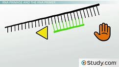 DNA Polymerase & RNA Primase | Functions & End Products