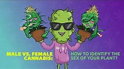 MALE VS FEMALE CANNABIS: HOW TO IDENTIFY THE SEX OF YOUR PLANT | Beginner’s Guide