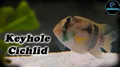 Keyhole Cichlid | Care Guide & Species Profile