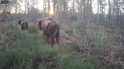 RAW VIDEO: Ponies, Pigs, And Cattle Join Bison In Kent Woodland For World Rewilding Day 2/4